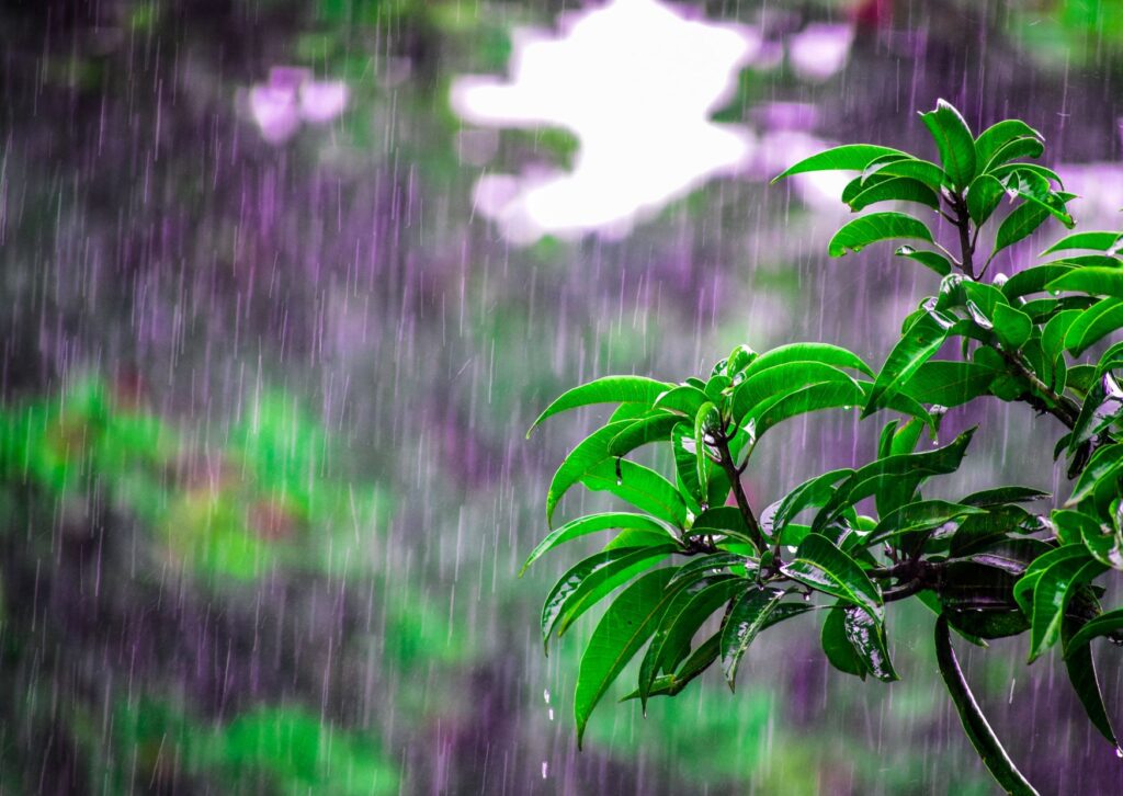 rain-pouring-and-a-plant